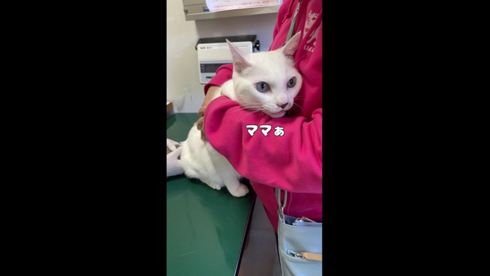 にゃーんと鳴くハクくん