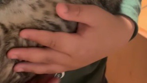 子猫を支える男の子の手