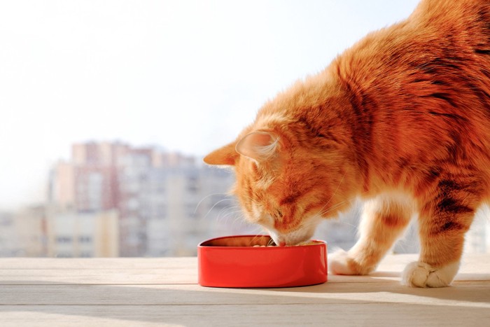 カラッとした場所にあるご飯を食べる猫