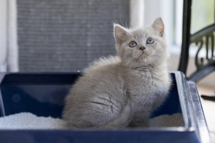 トイレ中の猫