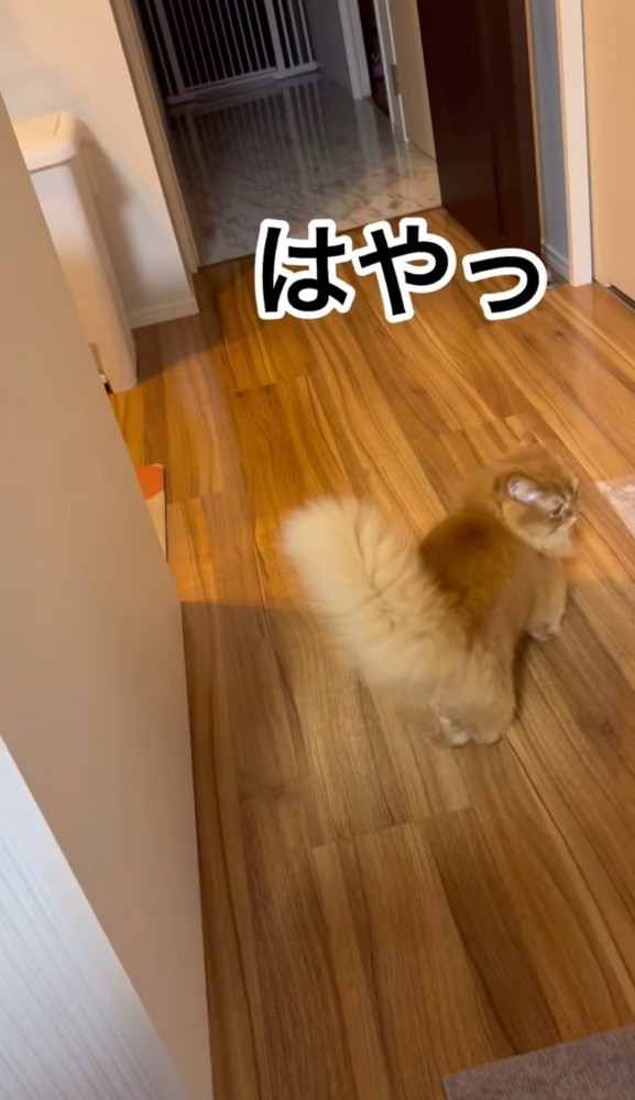 振り返る猫