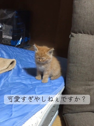 おすわりする子猫