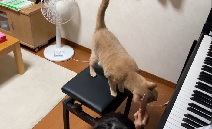 ねこじゃすりで頭を撫でられている猫