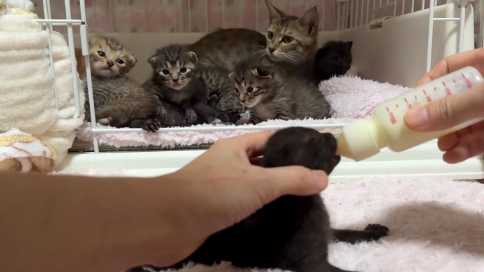 寄り添う猫