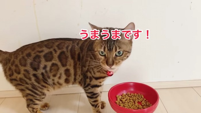 ごはんを食べる猫