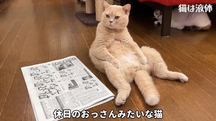 お腹を出して座る猫