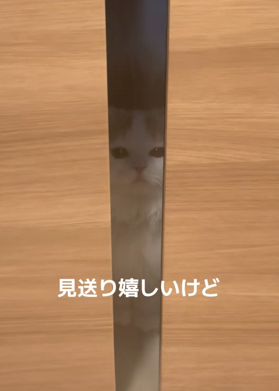 瞬きする猫