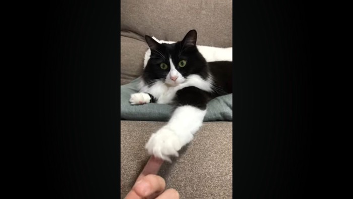 肉球にタッチ
