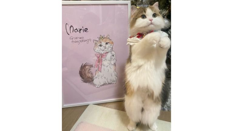二足立ちの猫