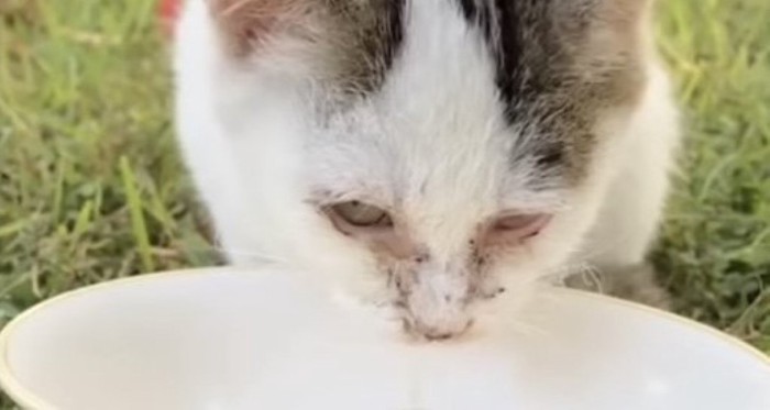 ご飯を食べるミッキーちゃん