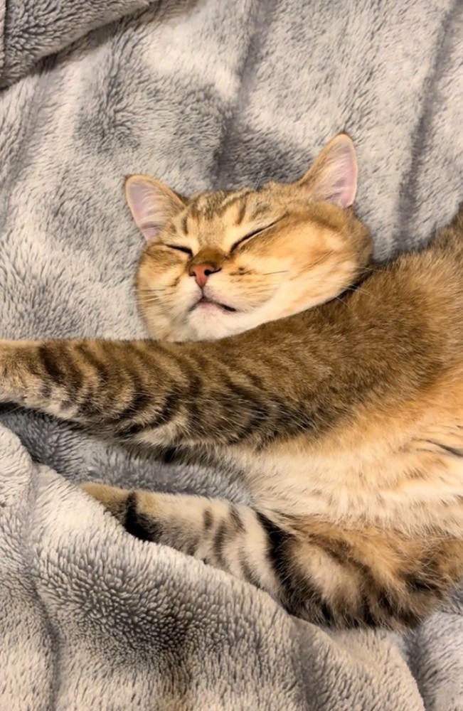 手を左に伸ばして寝ている猫