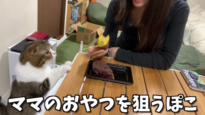 さつまいもを見る猫