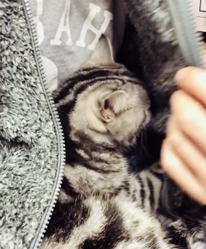 パパの胸に抱かれるアメリカンショートヘア