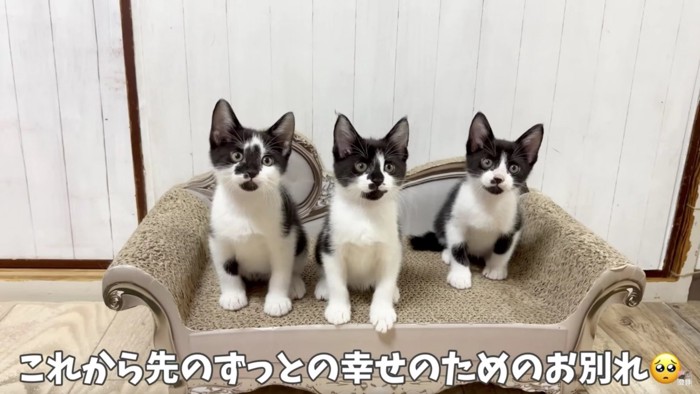 こちらを見る子猫3匹