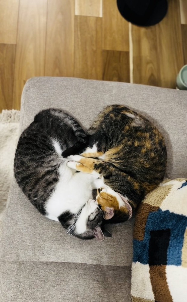 一緒に寝るサバ白猫と三毛猫