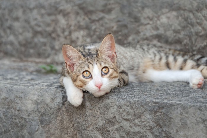 階段でくつろぐ猫