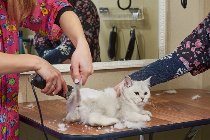 サロンでトリミング中の猫