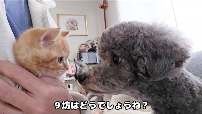 顔を近づける子猫とトイプードル