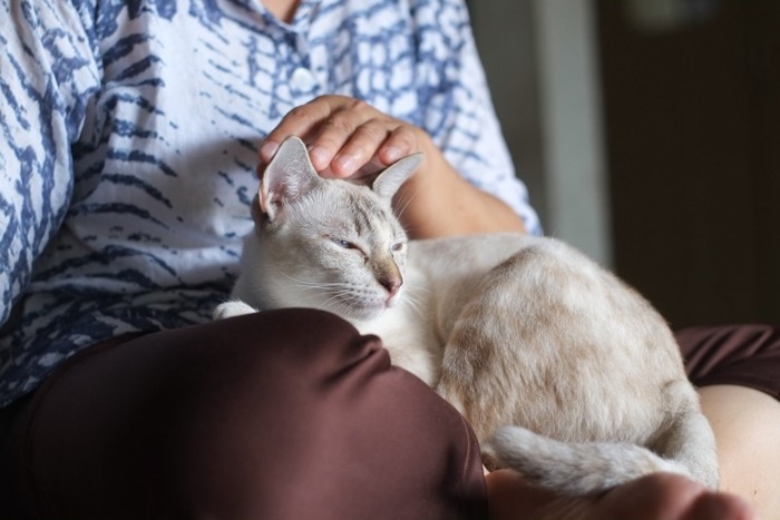 人のひざの上に乗って目を細める猫