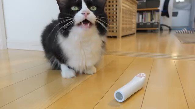 上を向いて鳴く猫