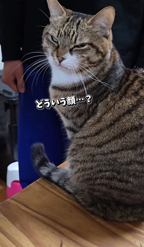机の上にお座りをしている半目の猫「どういう顔…?」