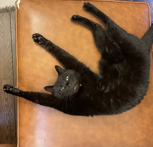 仰向けの猫