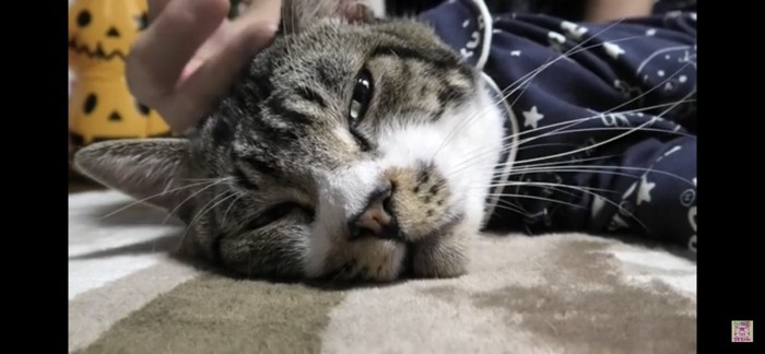 眠そうな猫