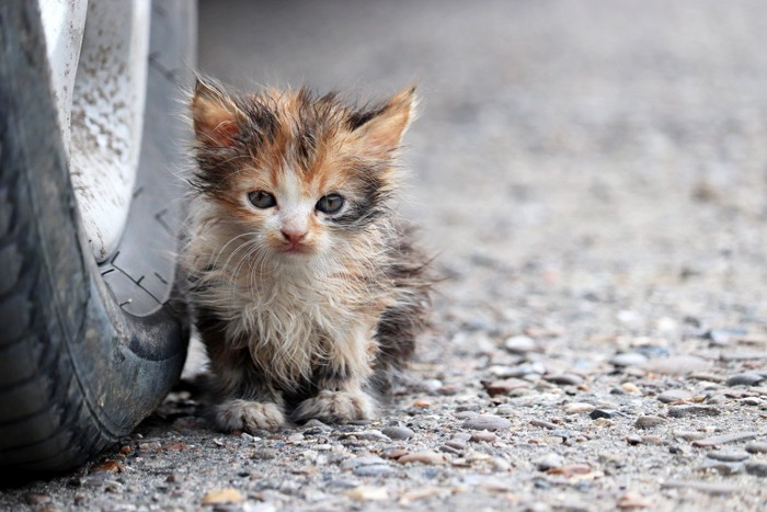 タイヤに寄りかかるように座る薄汚れた子猫