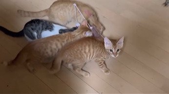 カメラ目線の猫