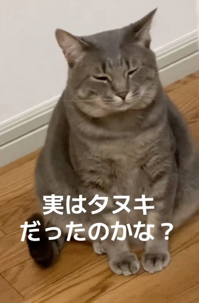 幸せ太りした猫