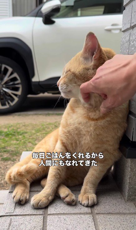 なでられる猫
