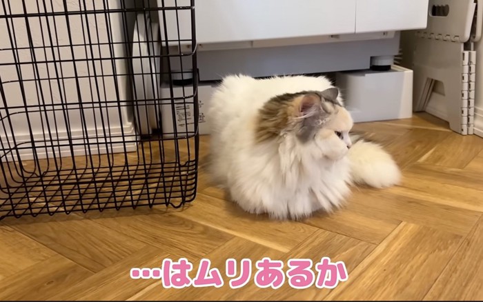 しゃがむ猫