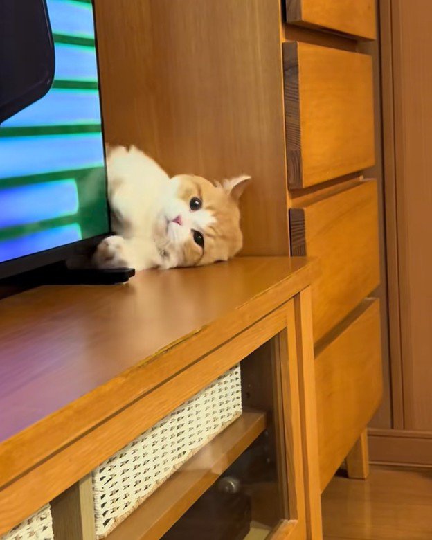 テレビ裏へ隠れようとする子猫