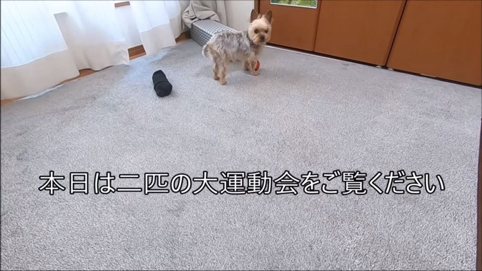 運動会開始時の犬