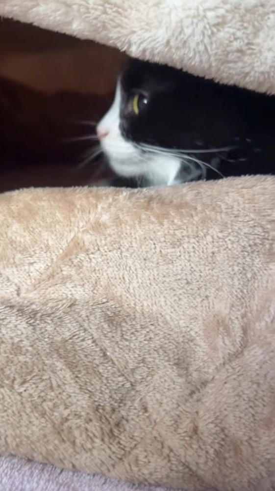 毛布の隙間から見える猫の横顔