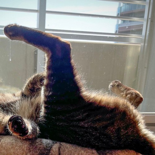 寝っ転がるキジトラ猫の足