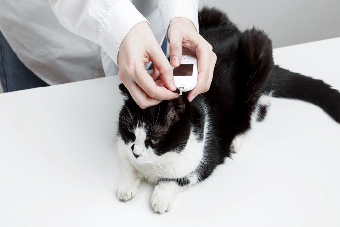 血糖値を検査する猫