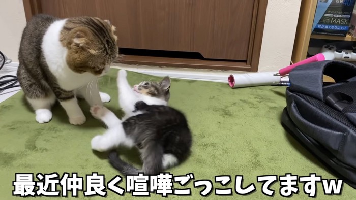 おすわりする猫と寝転がる猫