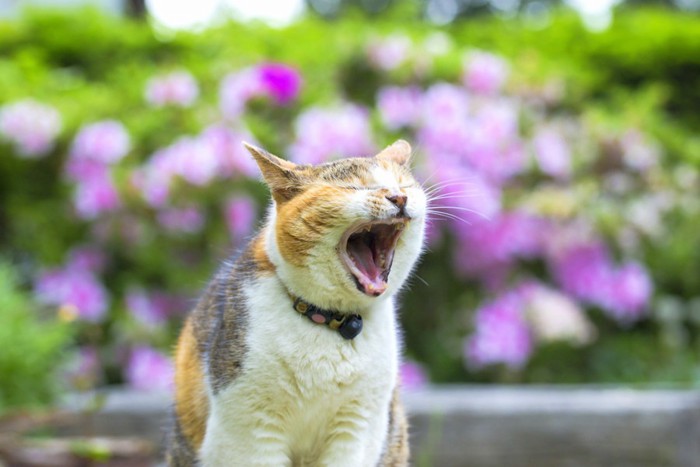 あくびする三毛猫