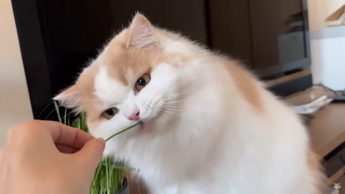 猫草を食べさせてもらうレモン