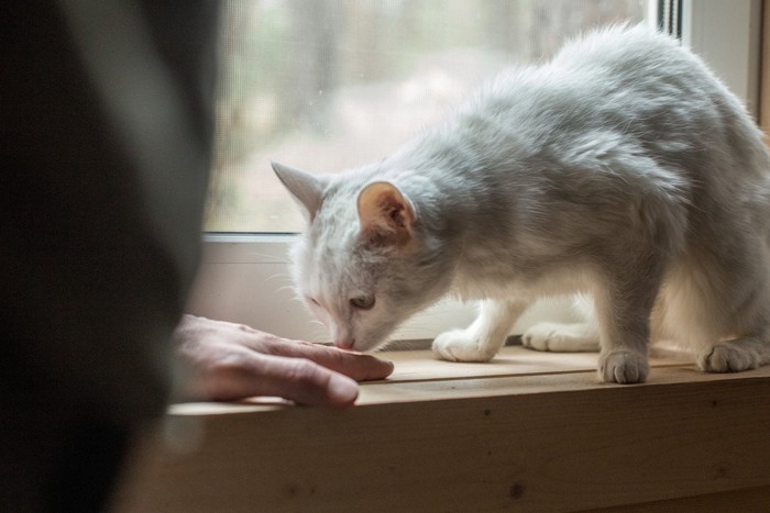 手のニオイを嗅ぐ老猫