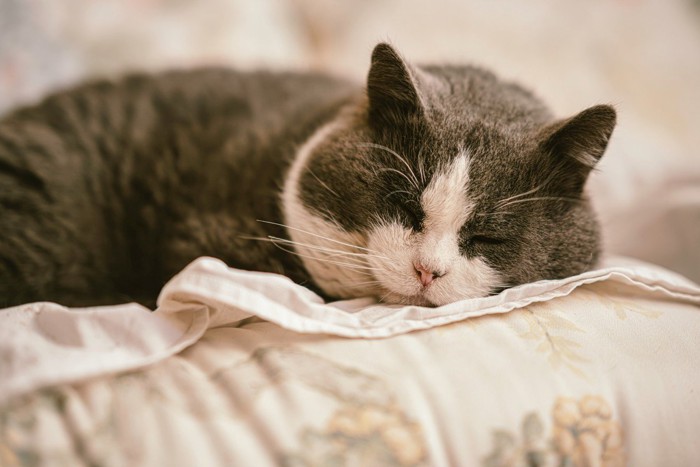 元気がなさそうな猫