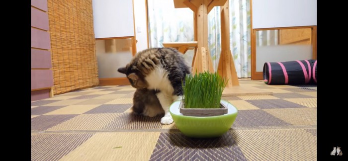 食べ終わる