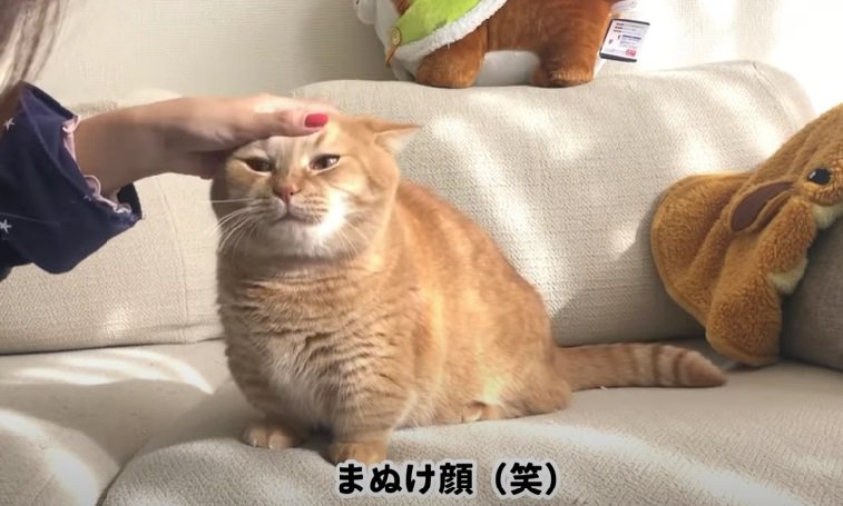 飼い主さんに撫でられるマンチカン