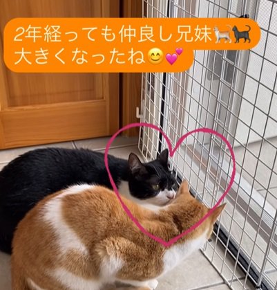 2匹の猫が顔を近づける