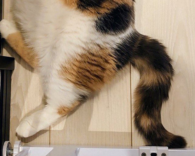 猫が床で寝そべっている（しっぽ部分アップ）