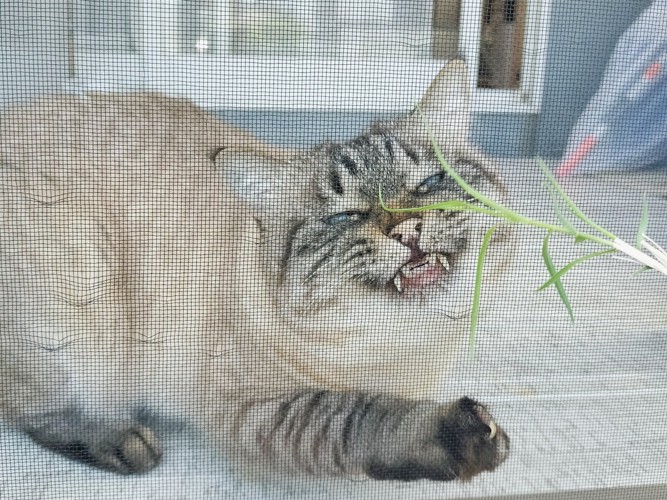 網戸の外にある草を噛みたい猫