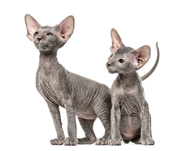 どこかを見つめる2匹のピーターボールドの子猫