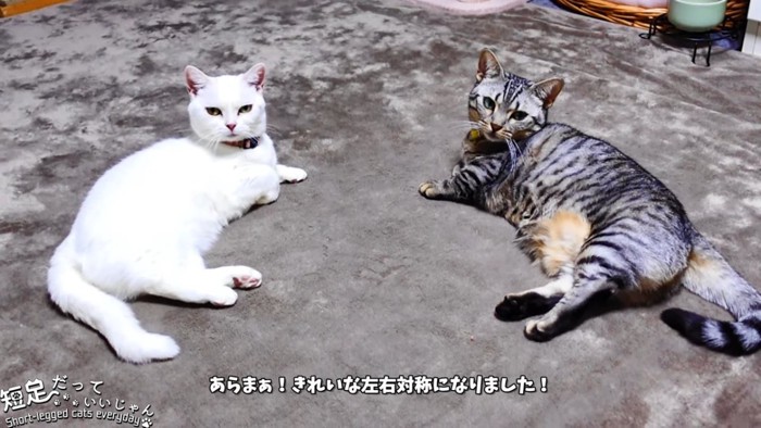 同じポーズの猫