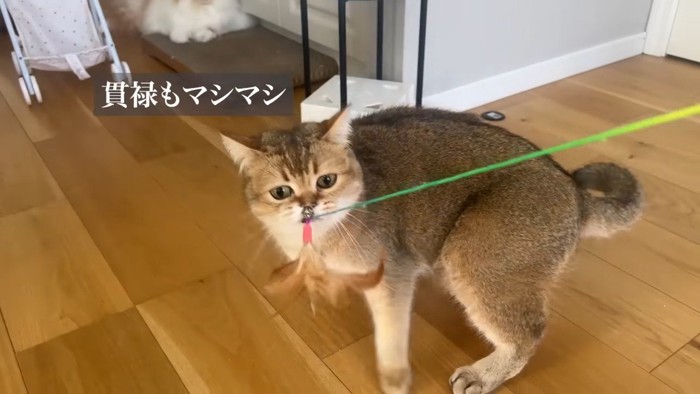 貫禄もマシマシ